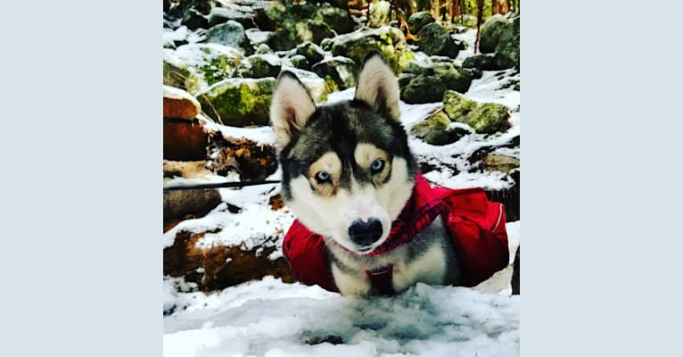 Akira, a Siberian Husky and Alaskan Malamute mix tested with EmbarkVet.com