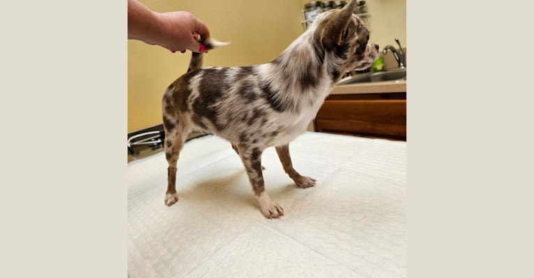 Taelor, a Chihuahua tested with EmbarkVet.com