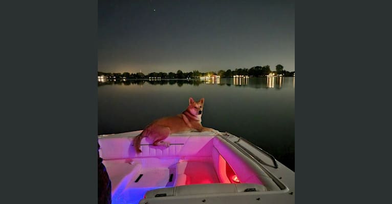 Photo of Dax, a Carolina Dog  in Pana, IL, USA