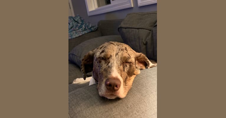 German shorthaired shepherd mix clearance