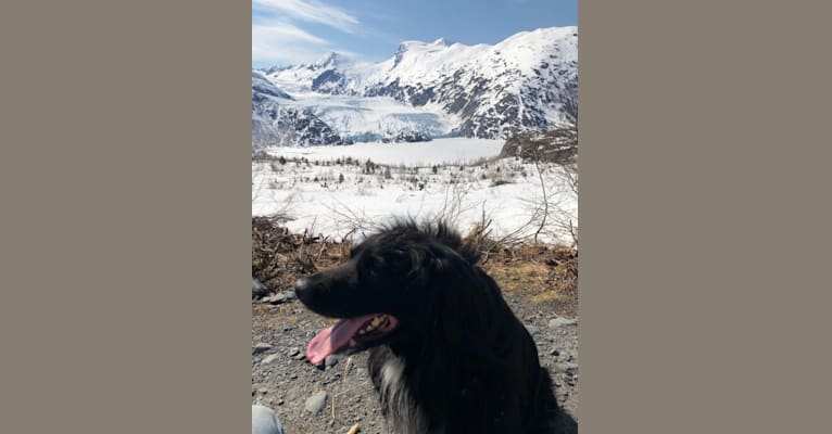 Photo of Beauregard, a Cocker Spaniel, Mountain Cur, Alaskan Malamute, Border Collie, and Mixed mix in Delta Junction, AK, USA