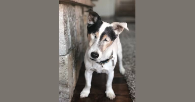 Photo of Frankie, a Russell-type Terrier and Smooth Fox Terrier mix in Eugene, Oregon, USA