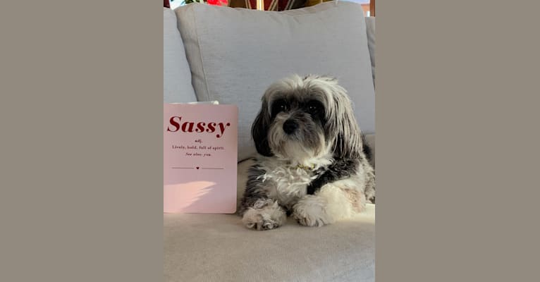 Photo of Sassy, a Shih Tzu, Miniature Pinscher, and Chihuahua mix in Big Spring, Texas, USA