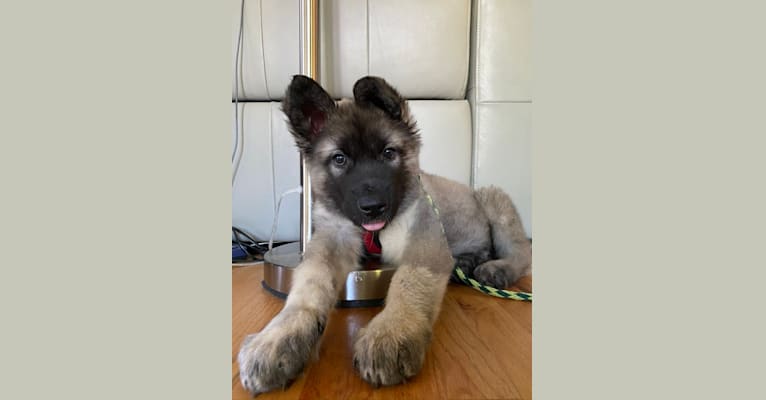 Iorek, an Alaskan Malamute and German Shepherd Dog mix tested with EmbarkVet.com