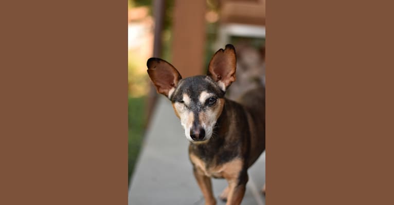 King Nigel, a Miniature Pinscher and Chihuahua mix tested with EmbarkVet.com