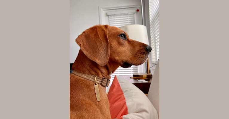 Zoe, a Beagle and German Shepherd Dog mix tested with EmbarkVet.com