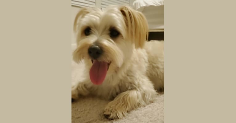 Photo of Bear, a Morkie  in Wingate, NC, USA