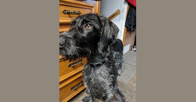 Elsa, a German Wirehaired Pointer tested with EmbarkVet.com