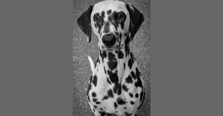 Molly, a Dalmatian tested with EmbarkVet.com