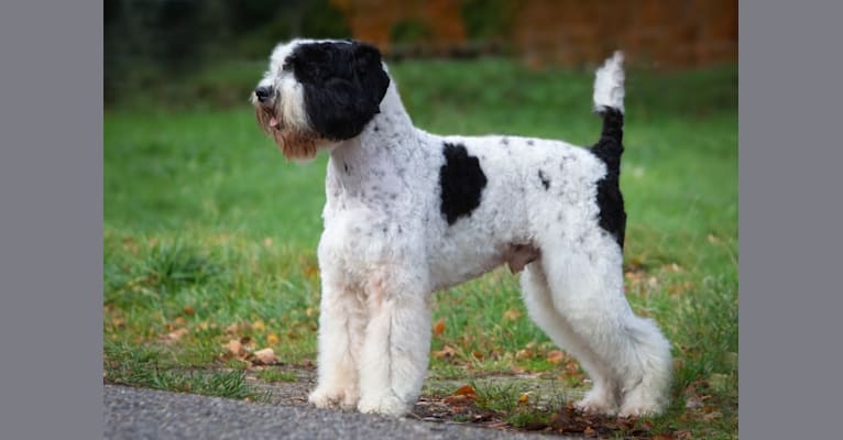 Leevi, a Lagotto Romagnolo and Portuguese Water Dog mix tested with EmbarkVet.com