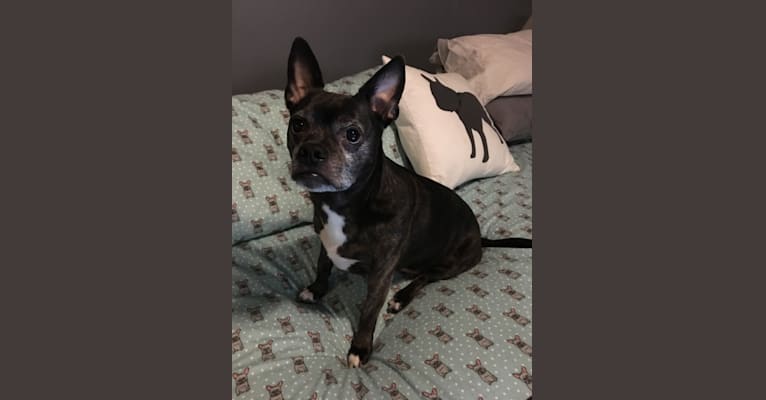 Indiana Jones, a Boston Terrier and Chihuahua mix tested with EmbarkVet.com