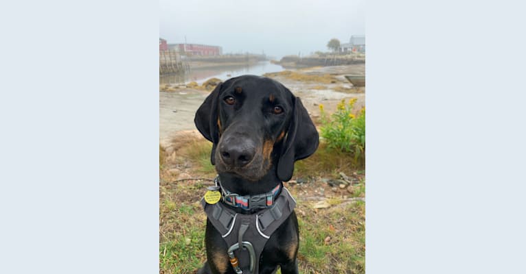 Red, a Black and Tan Coonhound tested with EmbarkVet.com