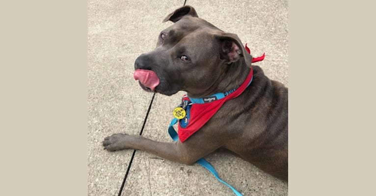 Photo of Raven, an American Pit Bull Terrier and American Staffordshire Terrier mix in Massillon, Ohio, USA