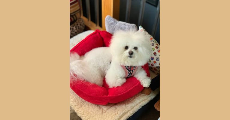 Georgia Caroline, a Bichon Frise tested with EmbarkVet.com