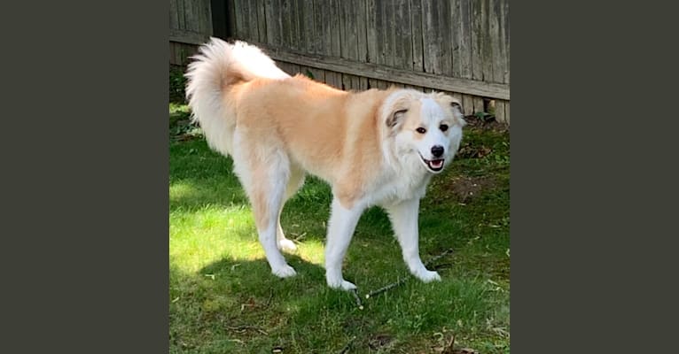 Arlo, a Great Pyrenees and Rottweiler mix tested with EmbarkVet.com