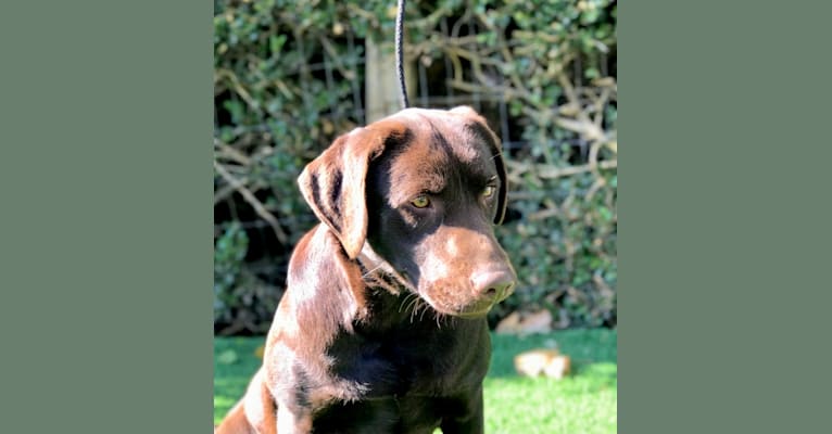 Georga, a Labrador Retriever tested with EmbarkVet.com