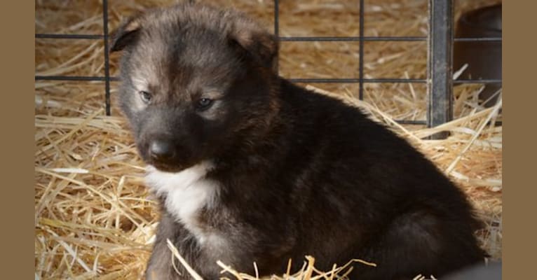 X, an Alaskan Malamute and German Shepherd Dog mix tested with EmbarkVet.com