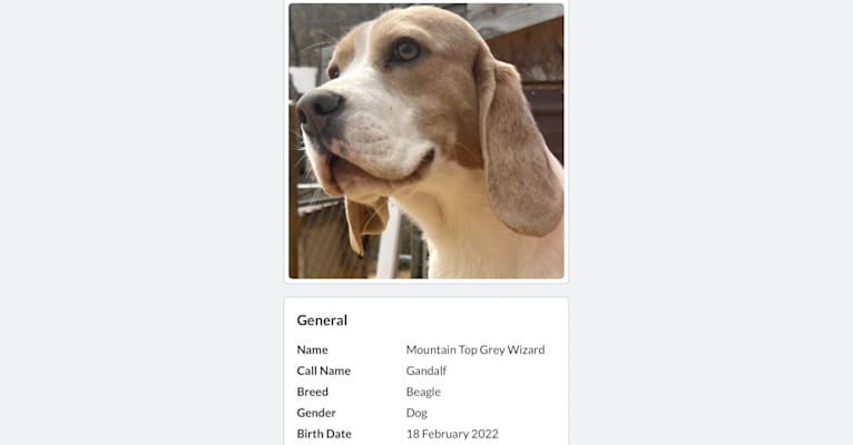 Gandalf, a Beagle tested with EmbarkVet.com