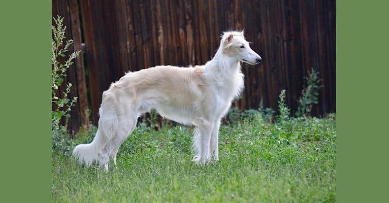 Photo of Dazzle, a Silken Windhound 