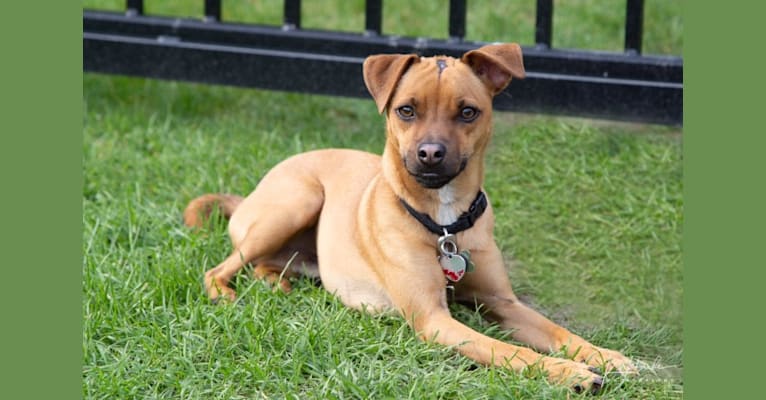 Photo of Jacob, a Russell-type Terrier, Pug, and Miniature Pinscher mix in St Clairsville, Ohio, USA