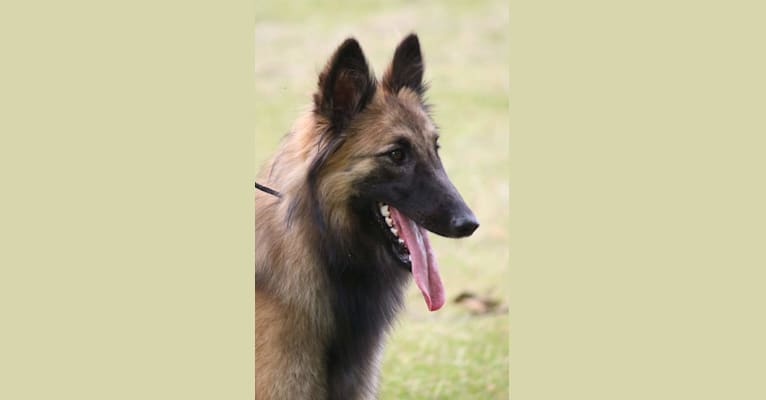 Sadie, a Belgian Shepherd tested with EmbarkVet.com