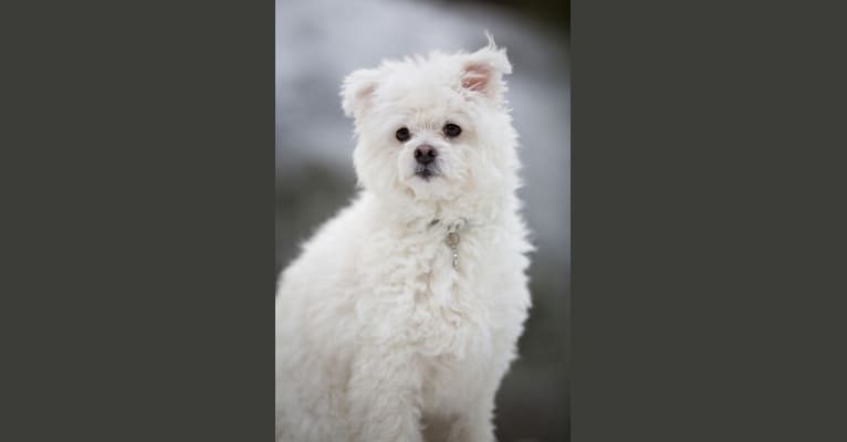Roope, a Havanese and American Eskimo Dog mix tested with EmbarkVet.com
