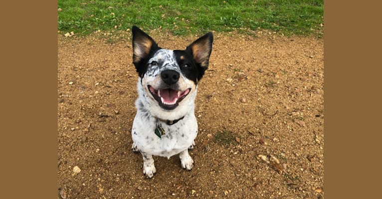Birdie, an Australian Cattle Dog and Border Collie mix tested with EmbarkVet.com