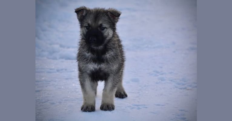 Mami Wata, an Alaskan Malamute and German Shepherd Dog mix tested with EmbarkVet.com