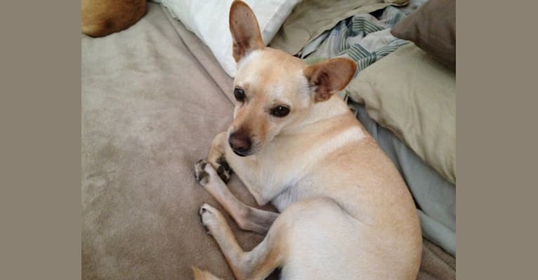 Koji, a Chihuahua and Bichon Frise mix tested with EmbarkVet.com