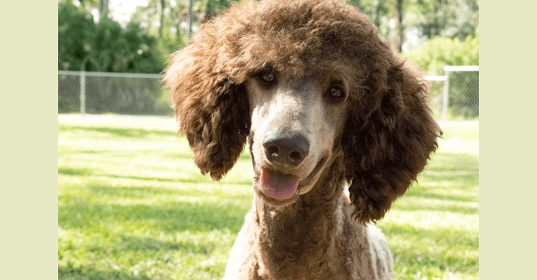 Bomb, a Poodle (Standard) tested with EmbarkVet.com