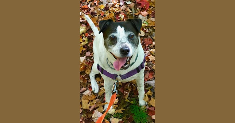 Cassie, a Staffordshire Terrier and Australian Cattle Dog mix tested with EmbarkVet.com