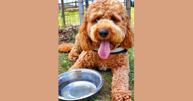 Moses, a Goldendoodle tested with EmbarkVet.com