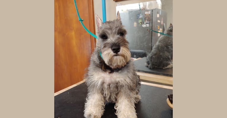 Photo of Wags, a Miniature Schnauzer  in Florida, USA