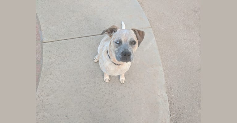 Harley, a Boxer and Australian Cattle Dog mix tested with EmbarkVet.com