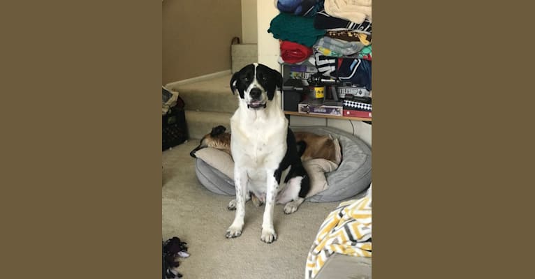 Theodore Ellington, an American Pit Bull Terrier and Siberian Husky mix tested with EmbarkVet.com