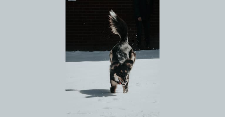 Luna, an Australian Cattle Dog and Chow Chow mix tested with EmbarkVet.com