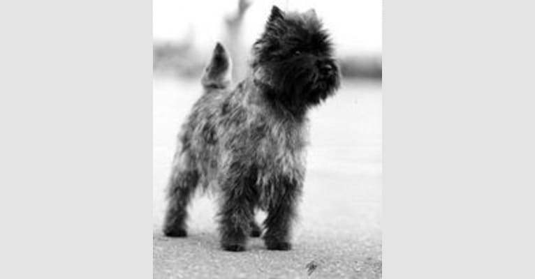 Teddy, a Cairn Terrier tested with EmbarkVet.com