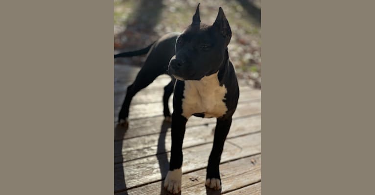 Wildfire, an American Staffordshire Terrier tested with EmbarkVet.com
