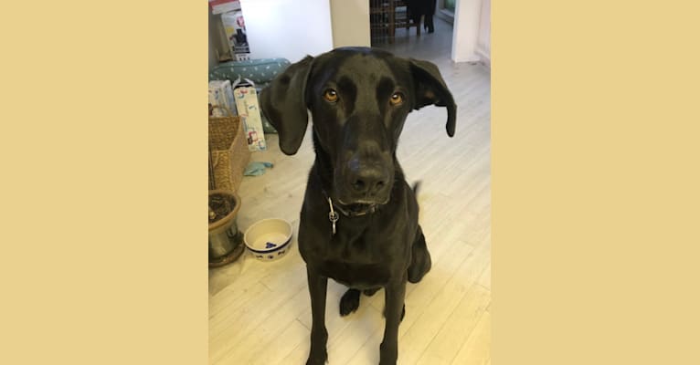German shepherd weimaraner mix puppy discount