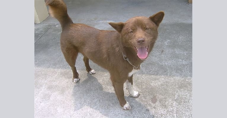 Oneida, a Hong Kong Village Dog tested with EmbarkVet.com