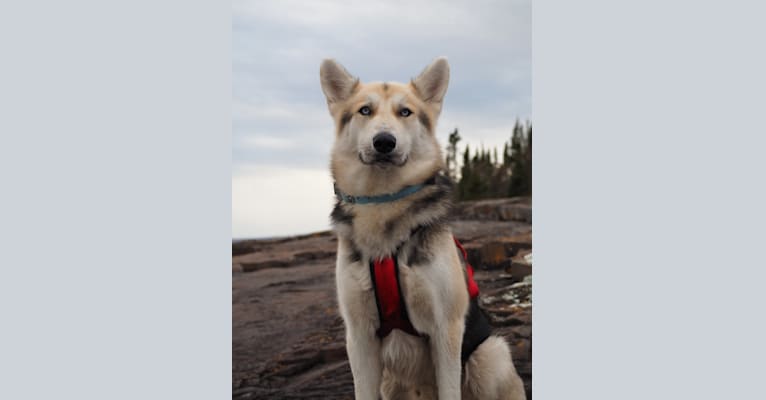 Kepler, a Siberian Husky and German Shepherd Dog mix tested with EmbarkVet.com