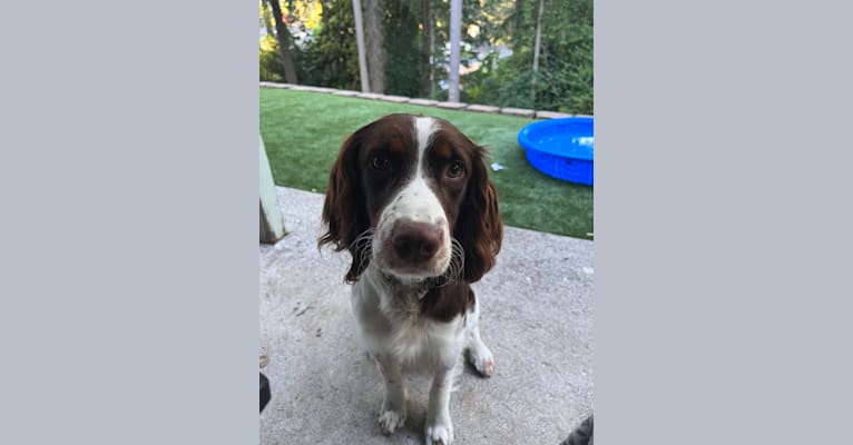 Gunner, an English Springer Spaniel tested with EmbarkVet.com