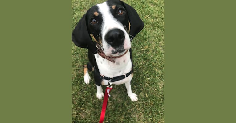 Samson, a Mountain Cur and Treeing Walker Coonhound mix tested with EmbarkVet.com