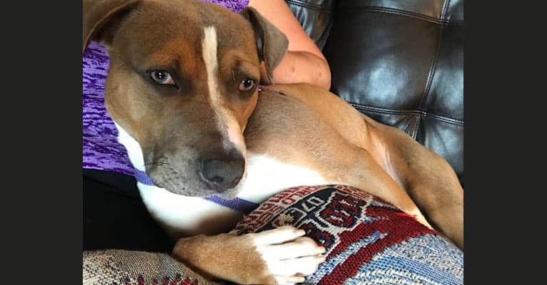 Morty, an American Pit Bull Terrier and American Staffordshire Terrier mix tested with EmbarkVet.com