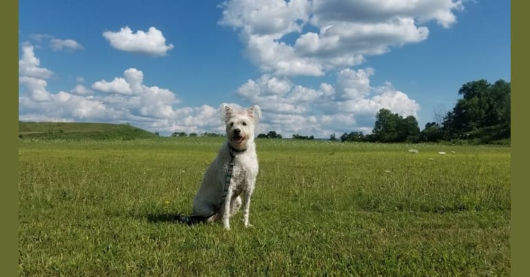 Photo of Comet, a Miniature Schnauzer, Great Pyrenees, and Australian Cattle Dog mix in Texas, USA
