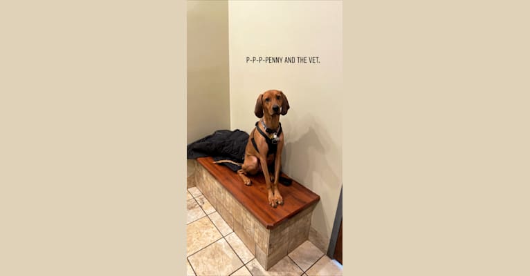 Photo of Penny, a Black and Tan Coonhound and Redbone Coonhound mix in Hazard, KY, USA
