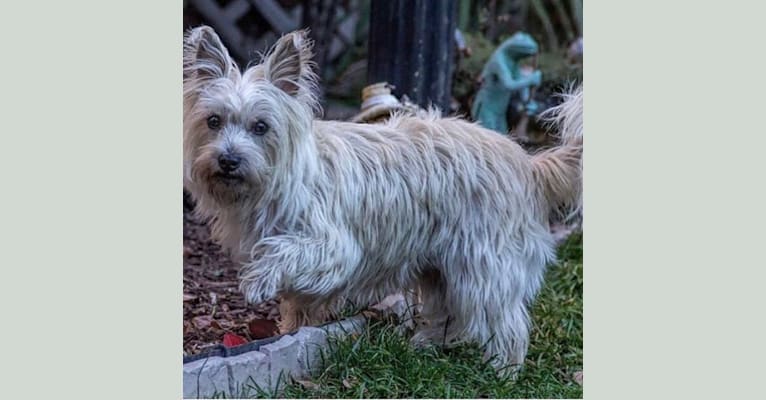 Photo of Cindel, a Cairn Terrier  in New York, USA