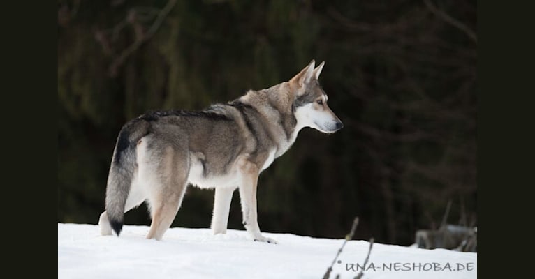 Enya, a Saarloos Wolfdog tested with EmbarkVet.com
