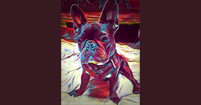Gianna, a French Bulldog tested with EmbarkVet.com
