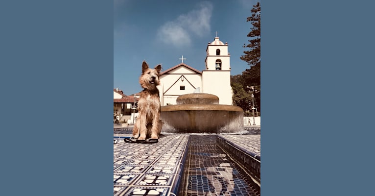 Friday, a German Shepherd Dog and Samoyed mix tested with EmbarkVet.com
